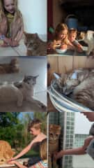 Three cat sit - Tourbes, France