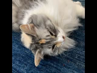 Very pretty long-haired calico