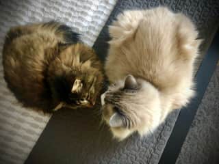 Bexie &amp; Boone