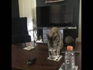 She will try to drink out of your water glass