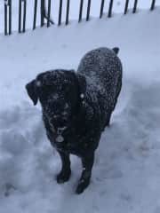 Beau in Snow