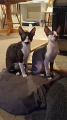 My cornish rex cats