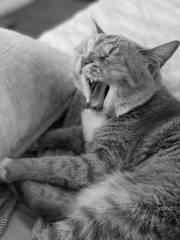 Pets will sleep with you, you can gently ask them to leave or close the door. Sadie not allowed on bed.