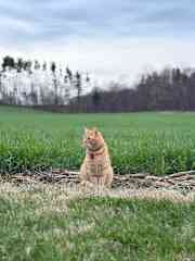Meet Nacho!  He's a lovable fellow who loves to explore the farm and will happily go on walks with you.