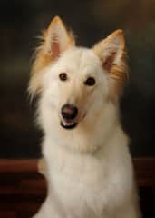 Kimba 3 years old