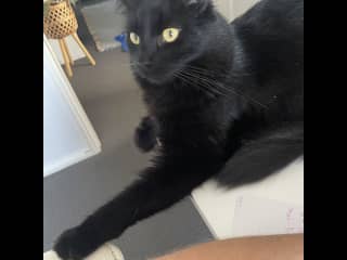 Raven wanting treats