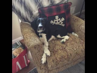 Palmer resting in Gio’s chair.