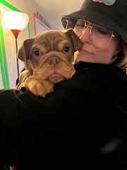 Got to babysit Beef the Frenchie at a recent show <3 Does he not have the BEST name?