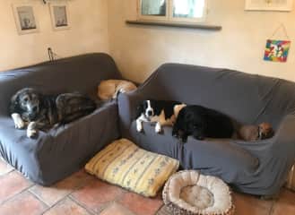 The dogs on their sofas! There are human sofas too...