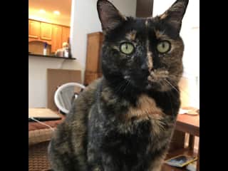 Turtle Cat
