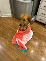 Sadie in her favorite towel! She has quite the personality and is a sweet, loving young dog who knows appropriate behavior sometimes!