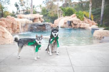 The boys Holiday Photo!