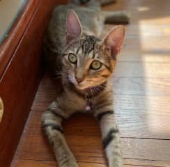 Rudy's the boss of the house. She and Zelda get along swimmingly, but she's definitely the alpha. She's affectionate and vocal and very self-sufficient.