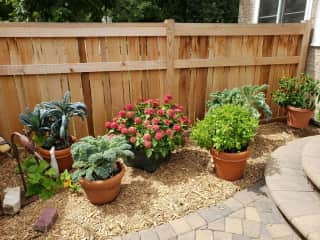 Just a few of the variety of potted plants we have in the warm months.