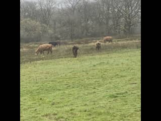 Cattle outside kitchen window.