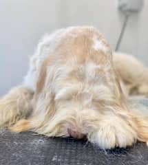 This was Mabel asleep being groomed.  Everything is too much effort for her!