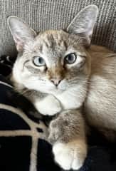 Nitten just wants to cuddle next to you, once she gets to know you.