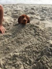 Ellie buried in the sand at the beach