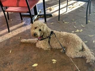 Harley Ann 9yr old miniature golden doodle