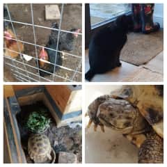 Bryan, Rexy and 4 chickens. Yorkshire, Feb 22