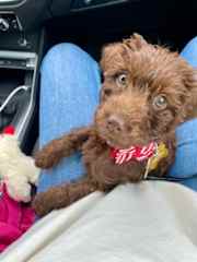 Puppy Murphy Brown