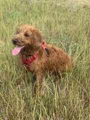 Margot, mid walk in local fields/ public footpath