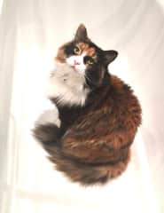 Katie is a classic calico, beautiful but skittish around strangers. She is not a lap cat but likes to be near her people once she gets to know you!