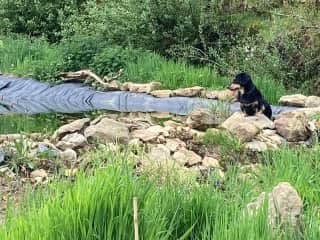 Rosie looking for dragon flies - by the way - I often take my dogs with me when I go away so most of the time you ll just be looking after my very tame chickens and watering my indoor plants and greenhouse!