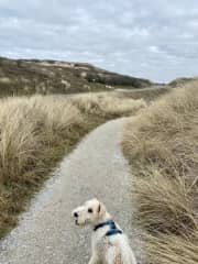 We Love walks in the dunes between Noordwijk and Katwijk