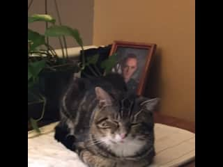 He likes to sit at my desk while I'm at the computer.