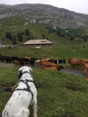 Taking in all of the cows on a hike to La Dole