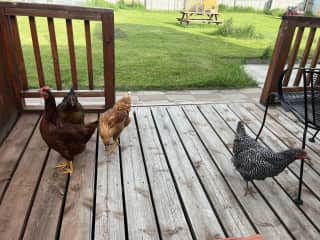 Jolene, Amber Lynn, Bertha, and Tammy Sue