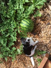 A self sown watermelon bears fruit. Small but delicious!