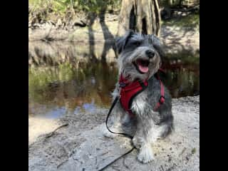 Rorschach on a hike