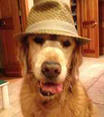 Our senior golden, Abby.