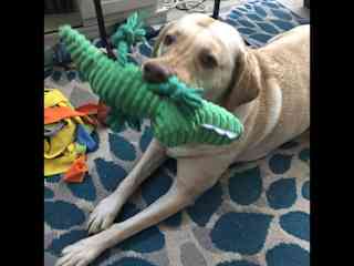 Lani loved the alligator I brought her for our hiusesit