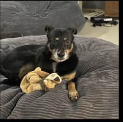 Scout. House sit in Snoqualmie WA.
