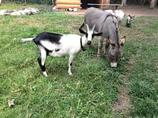 Emma(Donkey)+ Willy