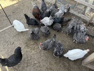 22 Chickens and 3 guinea hens and 2 Roosters. Come out of the pen if dogs are in outside kennel,  they return to pen at dusk.