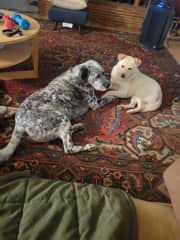 Moss (spots) and cash; sometimes Moss just wants to snuggle but will also let you know when he wants to play