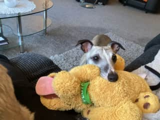 Please play with me