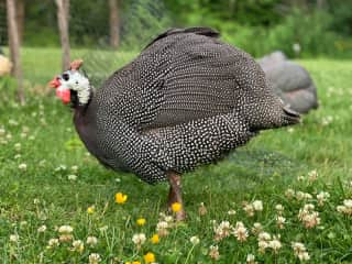 Our 13 Chickens and Guinea fowl enjoying the backyard