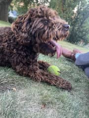 She LOVES her ball