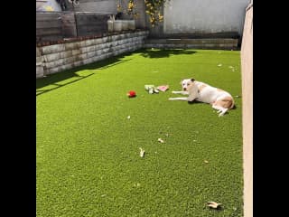 Turf space in the back