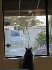 Watching the outside cat who came to visit
