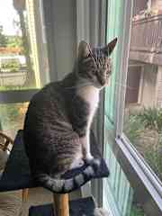 On one of her two kitty towers