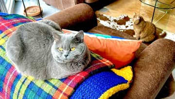 One of Blue’s many snoozy places. Cinnamon also likes sitting here so she can watch the pigeons in the back garden. Blue really couldn’t care less.