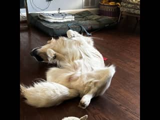 Fergus loves napping on his back.