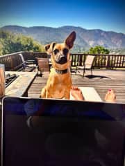 This sweet pup and I had a blast in Carmel Village CA