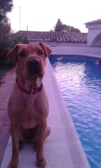 Fiona on the edge of the swimming pool at the big house. When we have guests they are not allowed to be there